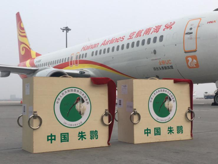 朱鹮到達機位準備乘機.jpg
